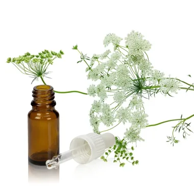 Angelica Seed Essential Oil (Angelica archangelica L.)
