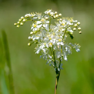 Ливадно орехче (Dropwort, Filipendula vulgaris Moench)