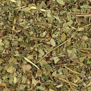 Горска ягода (Wild Strawberry, Fragaria vesca L.)
