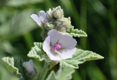 Лечебна ружа (Marshmallow, Althaea officinalis L.) - сушен лист и корен