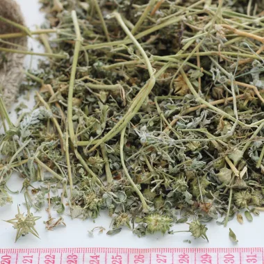 Puncture Vine (Tribulus terrestris L.)