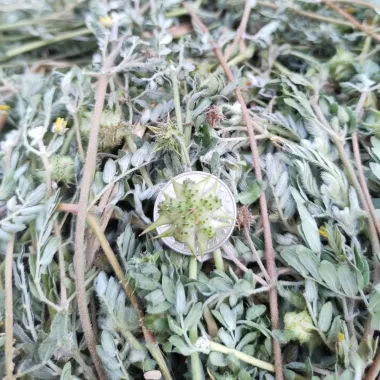 Puncture Vine (Tribulus terrestris L.)