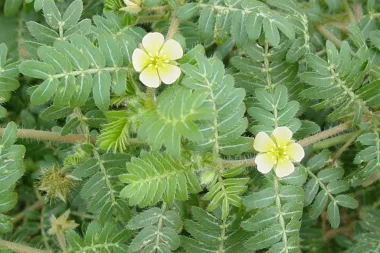 Puncture Vine (Tribulus terrestris L.)