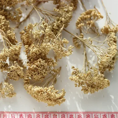 Yarrow (Achillea millefolium L.)