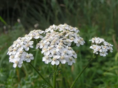 Бял равнец (Yarrow, Achillea millefolium L.)