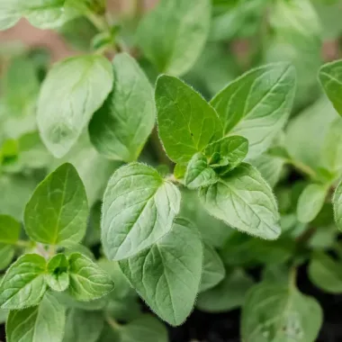 Бял риган (Greek Oregano, Origanum vulgare subsp. hirtum) - сушен стрък