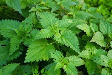 Коприва (Stinging Nettle, Urtica dioica L.) - сушен лист, стрък и корен