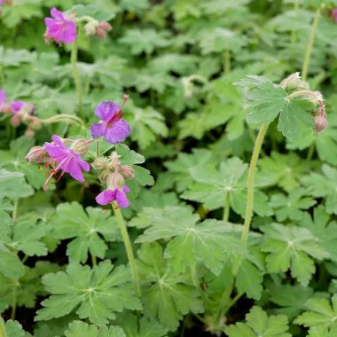 Обикновен здравец (Bigroot Geranium, Geranium macrorrhizum L.)