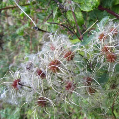 Traveller’s Joy / Old Man’s Beard (Clematis vitalba L.) -  Dried leaf