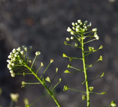 Shepherd’s Purse (Capsella bursa-pastoris (L.) Medik.)