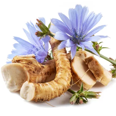 Chicory (Cichorium intybus L.)