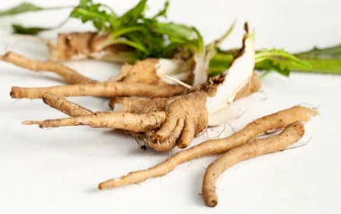 Chicory (Cichorium intybus L.) - Dried stem and root