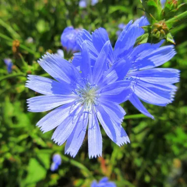 Chicory (Cichorium intybus L.) - Dried stem and root