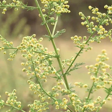 Сладък пелин (Sweet Wormwood, Artemisia annua L.)