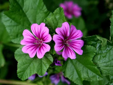 Common Mallow (Malva sylvestris L.) - Dried flowers and leaves