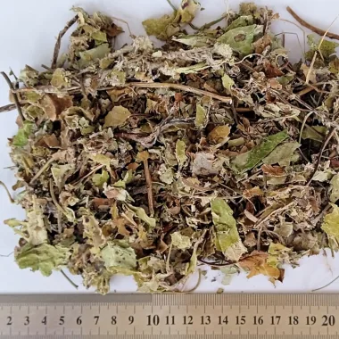 Подбел (Coltsfoot, Tussilago farfara L.)