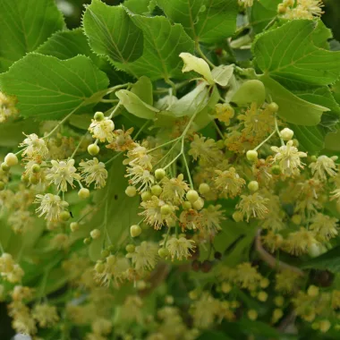 Дребнолистна липа (Small-Leaved Linden, Tilia cordata Mill.)