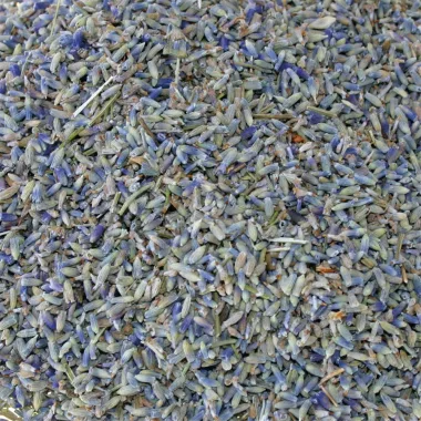 Лавандула (Lavender, Lavandula angustifolia Mill.)