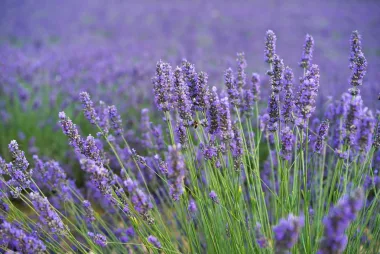 Lavender (Lavandula angustifolia Mill.) - Dried flowers and aerial parts