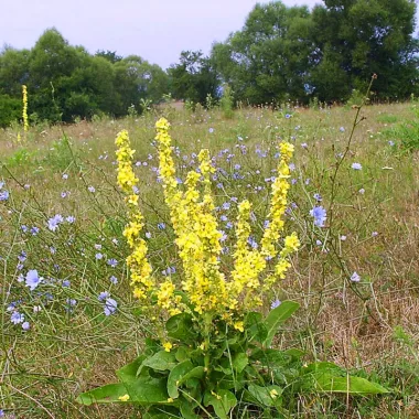 Mullein (Verbascum thapsus L.)