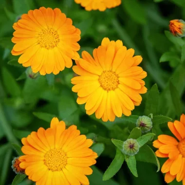 Невен (Calendula, Calendula officinalis L.)