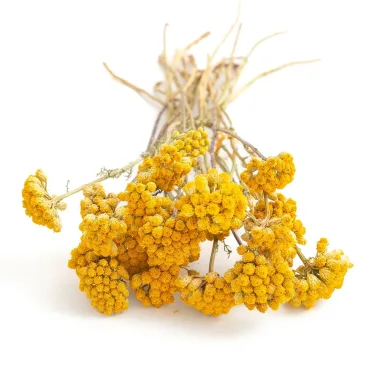 Common Tansy (Tanacetum vulgare L.)