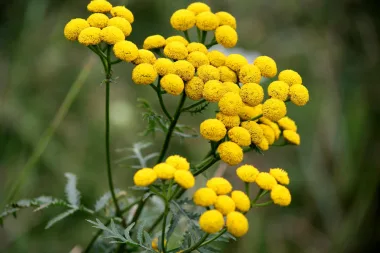 Обикновена вратига (Common Tansy, Tanacetum vulgare L.)