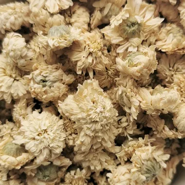 Римска лайка (Roman Chamomile, Chamaemelum nobile (L.) All.)