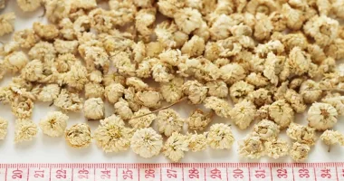 Roman Chamomile (Chamaemelum nobile (L.) All.) - Dried flowers