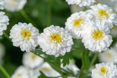 Roman Chamomile (Chamaemelum nobile (L.) All.) - Dried flowers