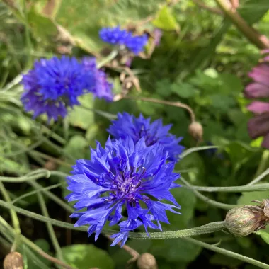 Cornflower (Centaurea cyanus L.) - Dried aerial parts and flower heads