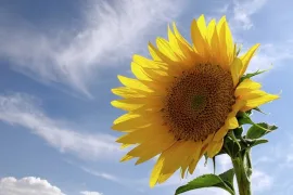 Sunflower (Helianthus annuus L.)