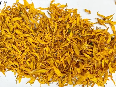 Слънчоглед (Sunflower, Helianthus annuus L.)