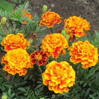 Mexican Marigold (Tagetes erecta L.)