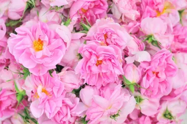 Пудра от венчелистчета на маслодайна роза Дамасцена (Damask Rose Petal Powder, Rosa damascena Mill.)