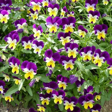 Трицветна теменуга (Wild Pansy, Viola tricolor L.)
