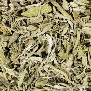 Градински чай (Sage, Salvia officinalis L.)