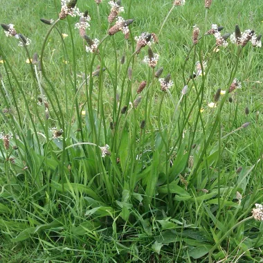 Ribwort Plantain (Plantago lanceolata L.) - Dried leaves