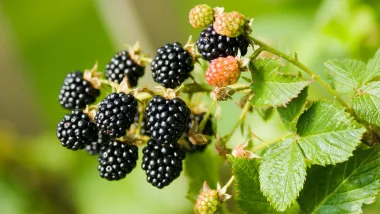 Къпина (Blackberry, Rubus fruticosus L.)