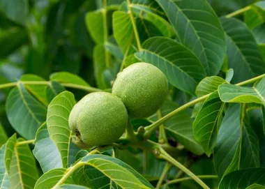 Walnut (Juglans regia L.)
