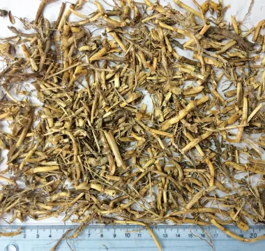 Bermuda Grass (Cynodon dactylon (L.) Pers.)