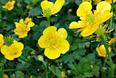 Планински очиболец (Tormentil, Potentilla erecta (L.) Raeusch.) - сушен корен