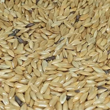 Канарско просо (Canary Seed, Phalaris canariensis L.)