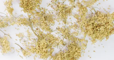 Черен бъз (Elderberry, Sambucus nigra L.)