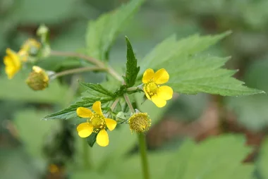 Омайниче (Wood Avens, Geum urbanum L.)