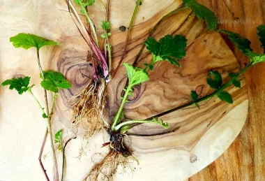 Омайниче (Wood Avens, Geum urbanum L.)