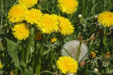 Глухарче (Dandelion, Taraxacum officinale L.)