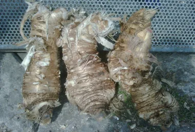 Lovage (Levisticum officinale W.D.J.Koch) - Dried roots