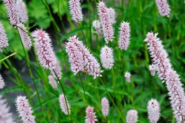 Кървавиче (Bistort, Bistorta officinalis Delarbre)