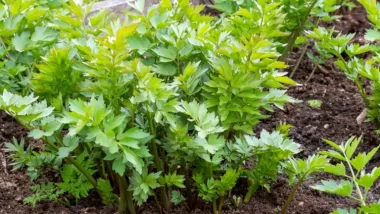 Lovage (Levisticum officinale W.D.J.Koch) - Dried roots